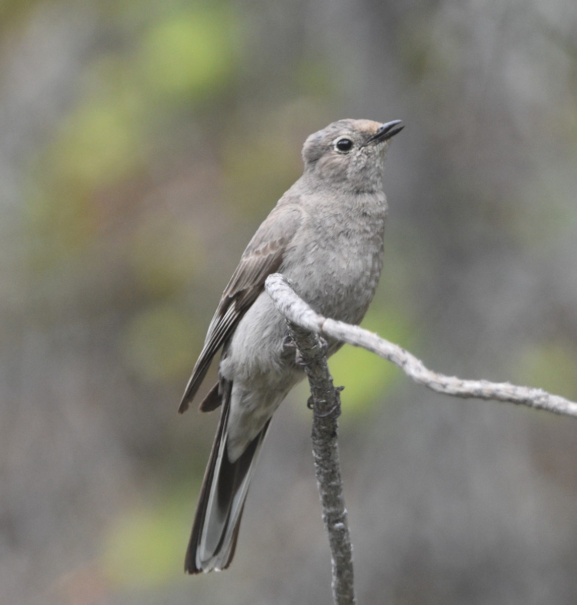 Townsend's Solitaire - ML461272201