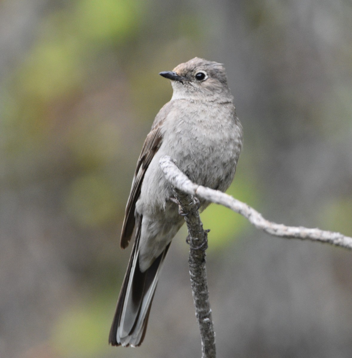 Townsend's Solitaire - ML461272211