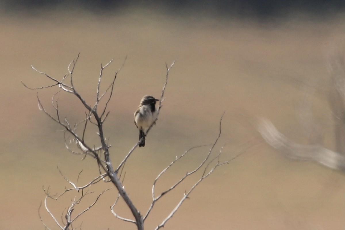 Black-throated Sparrow - ML461272331