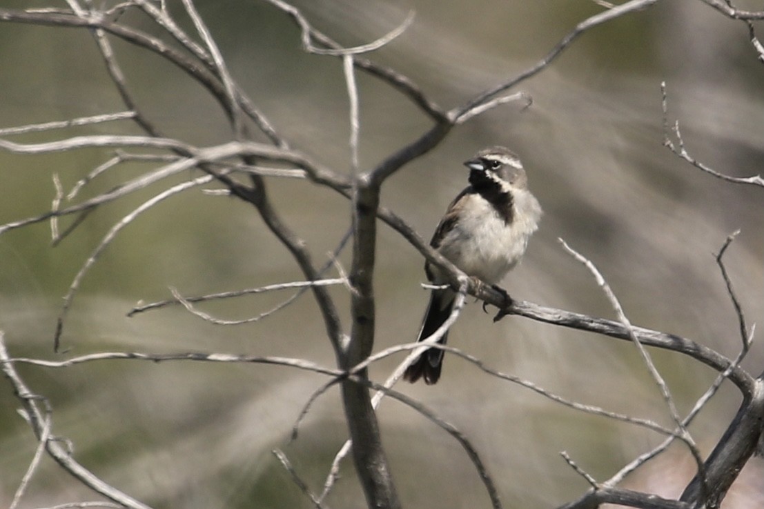 Black-throated Sparrow - ML461272341