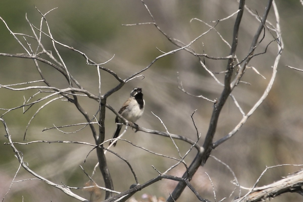 Black-throated Sparrow - ML461272351