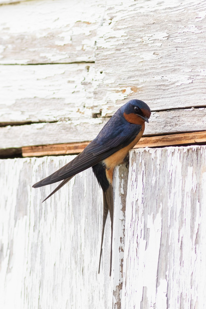 Barn Swallow - ML461272671