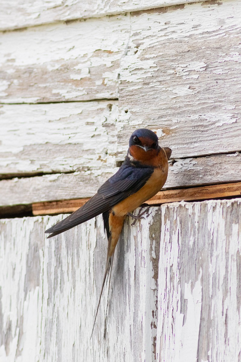 Barn Swallow - ML461272731