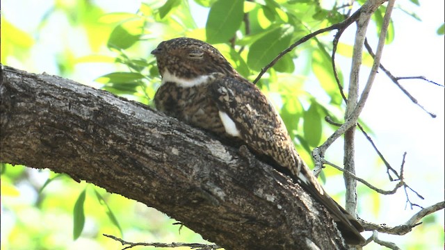 Antillean Nighthawk - ML461273