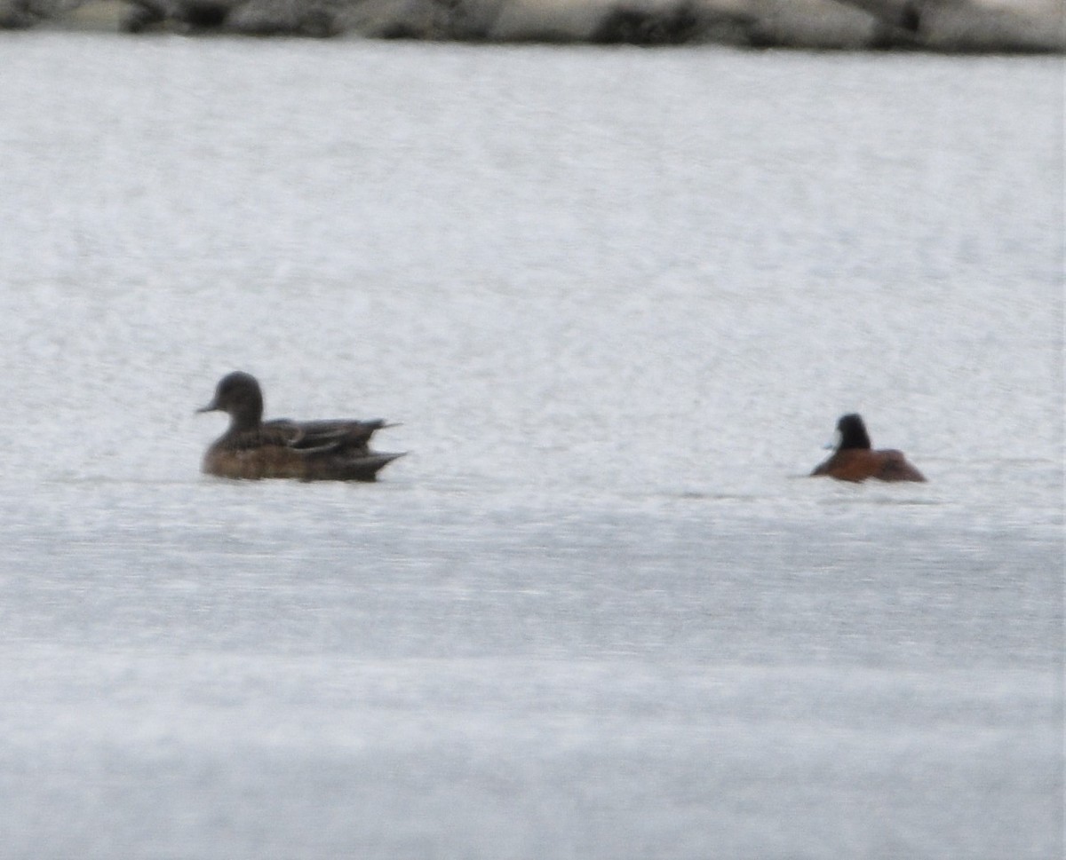 American Wigeon - ML461273781