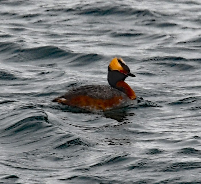 Horned Grebe - Richard Taylor