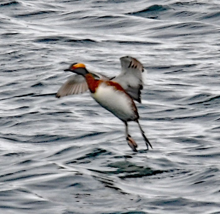 Horned Grebe - Richard Taylor