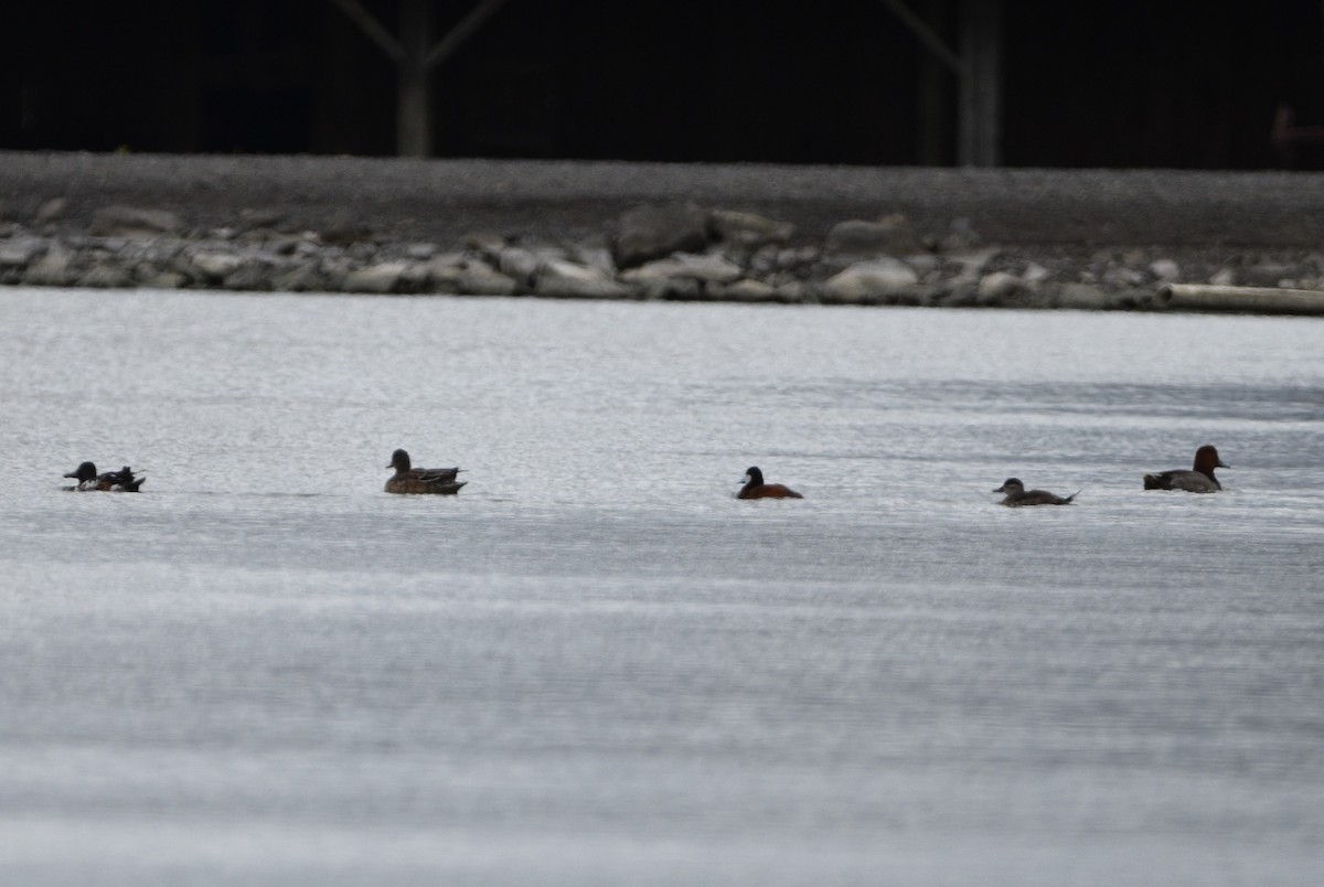 American Wigeon - Peter Olsoy