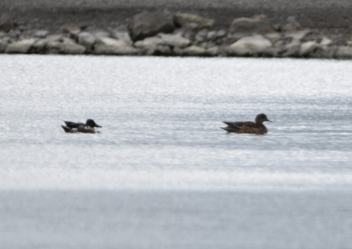 American Wigeon - Peter Olsoy