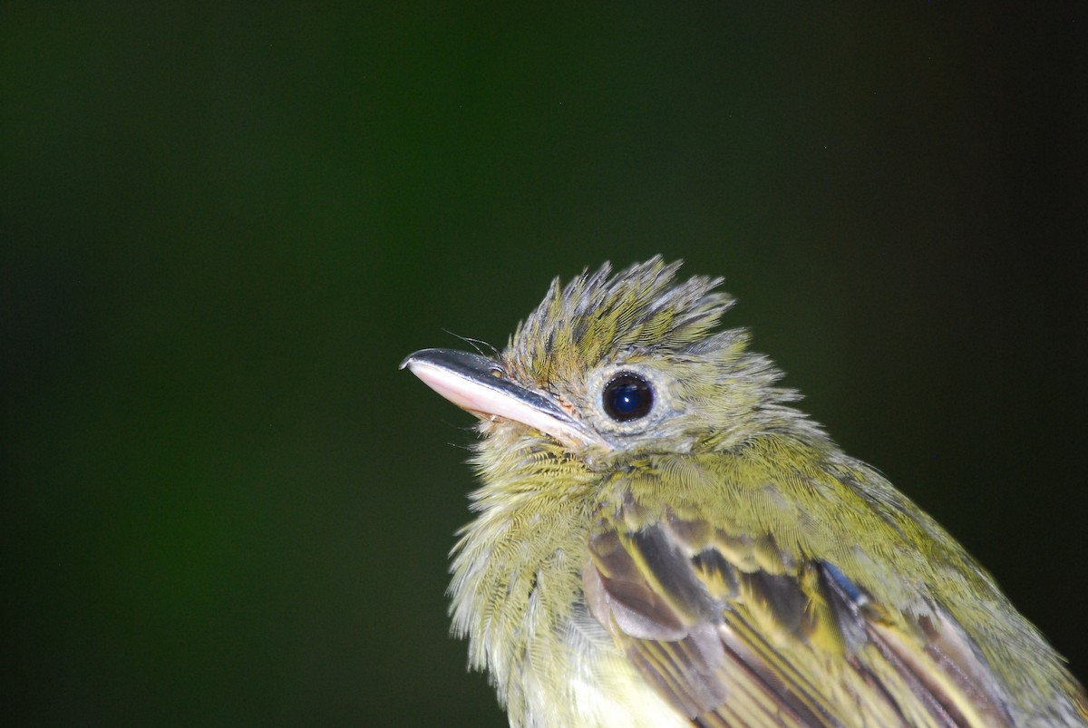 Western Olivaceous Flatbill - ML461274111