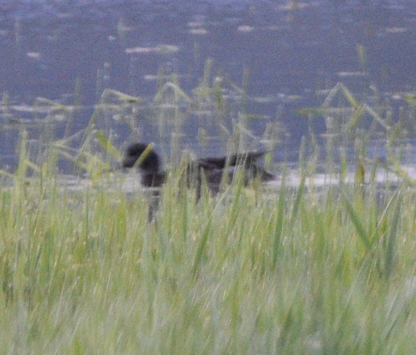 American Wigeon - ML461274501