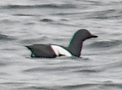 Pigeon Guillemot - ML461274521