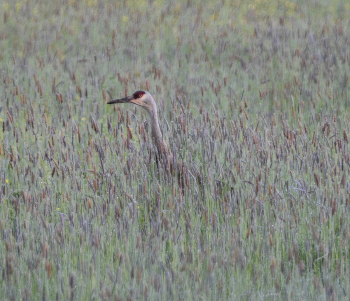 Sandhill Crane - Peter Olsoy