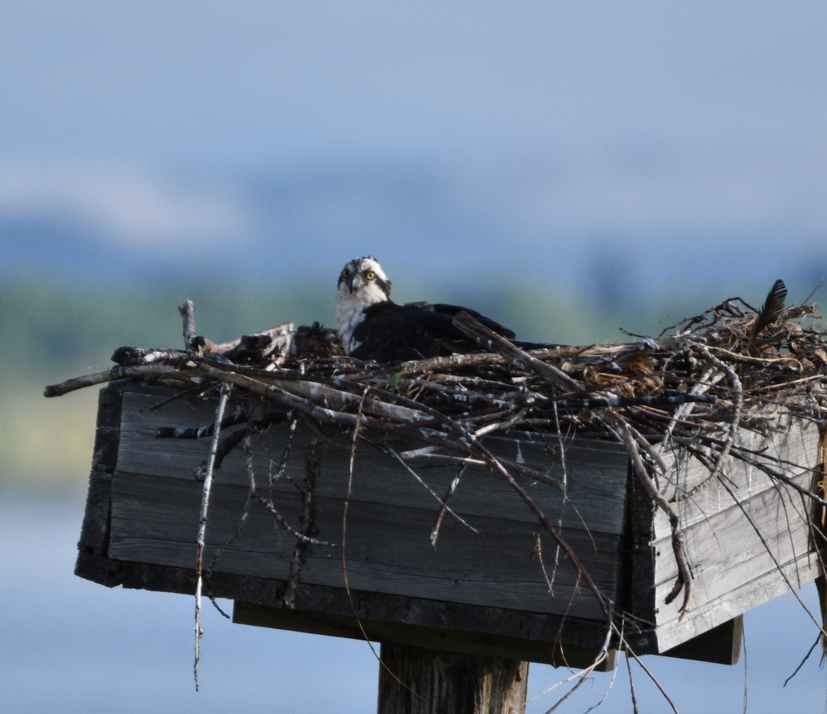 Osprey - ML461274851