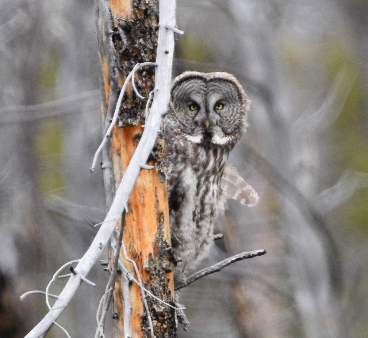 Great Gray Owl - ML461275411