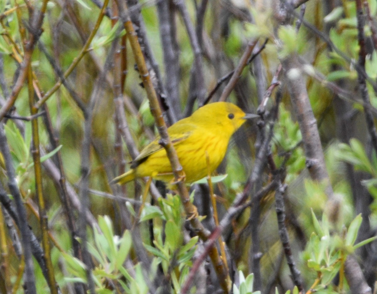 Yellow Warbler - Peter Olsoy