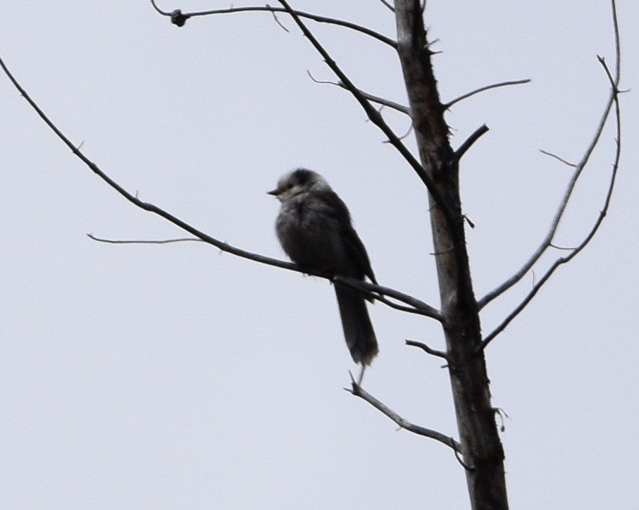 Canada Jay - ML461275551