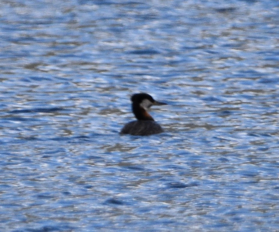 Red-necked Grebe - Peter Olsoy