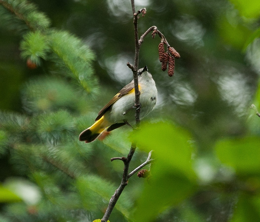 American Redstart - ML461275861