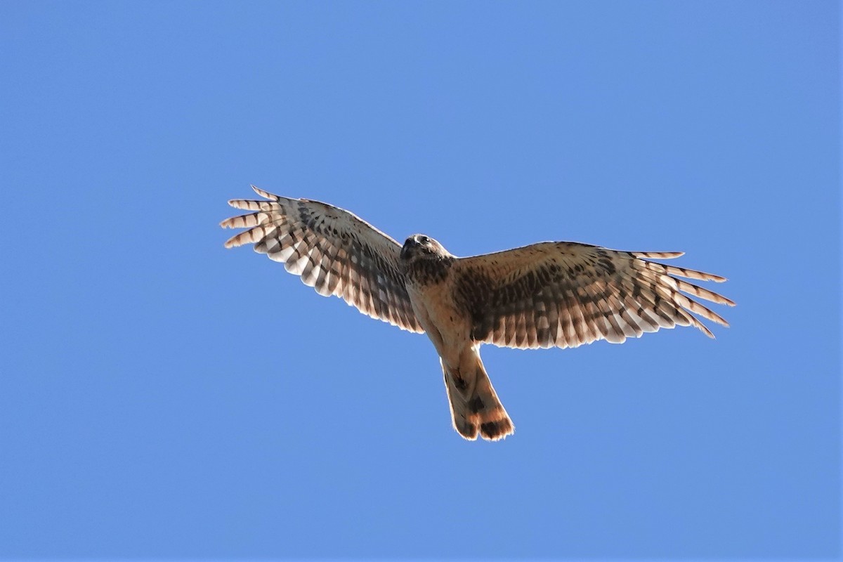 Northern Harrier - ML461278141