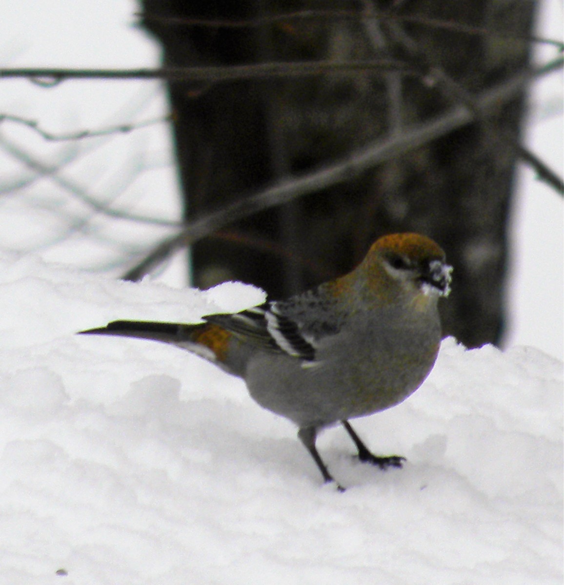 Pine Grosbeak - ML46127941