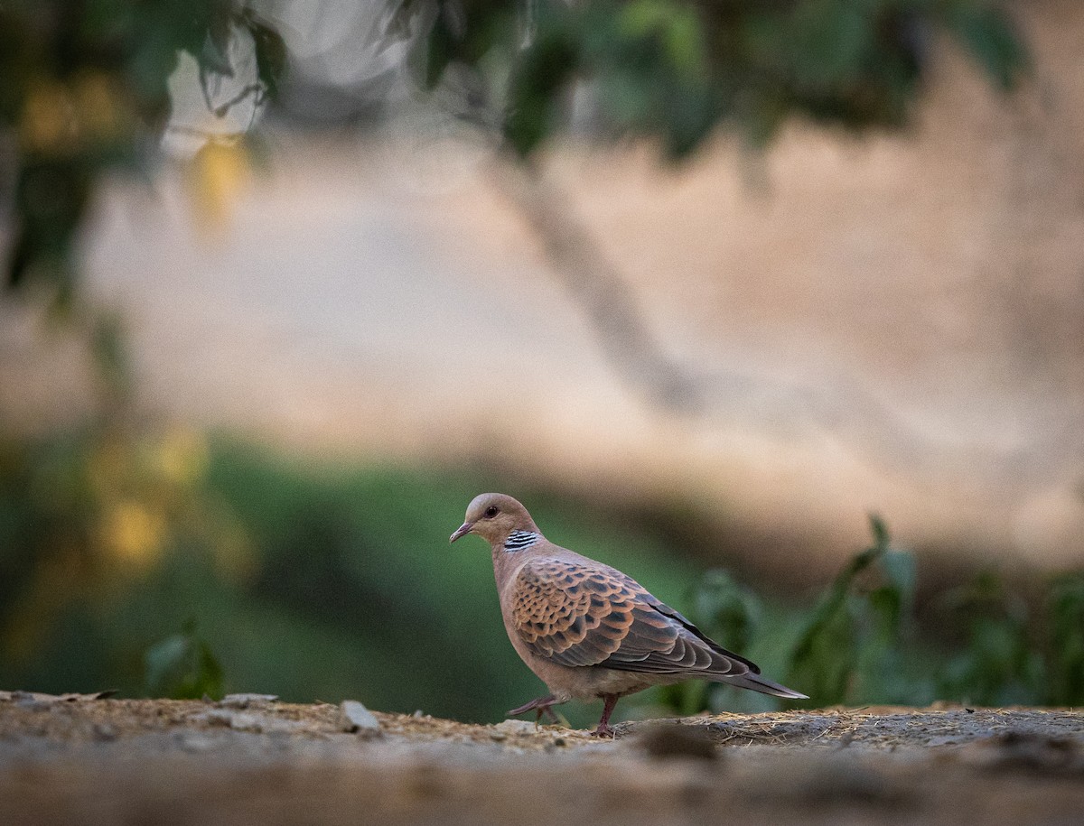 Oriental Turtle-Dove - ML461279681