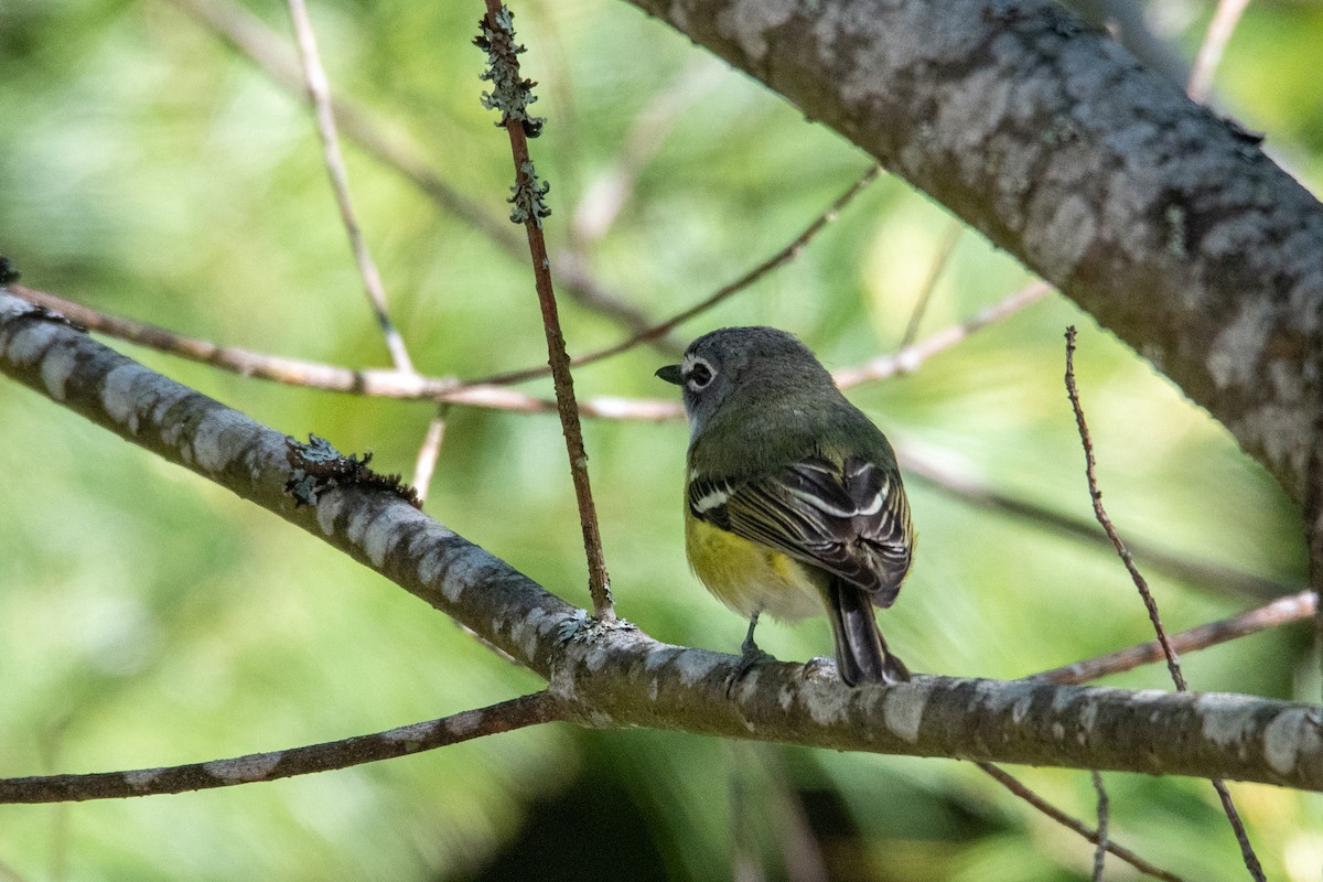 Blue-headed Vireo - ML461280331