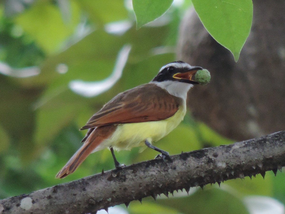 Great Kiskadee - ML461280511