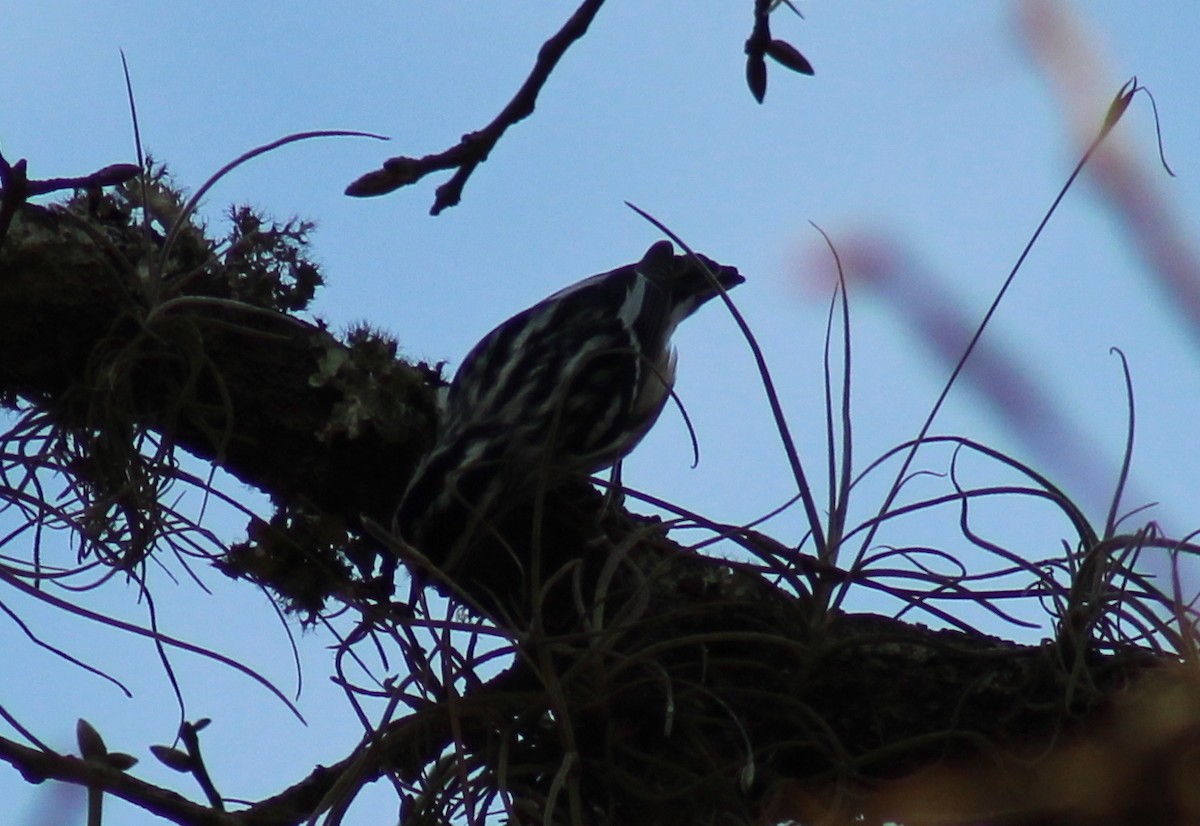 Black-and-white Warbler - ML46128371