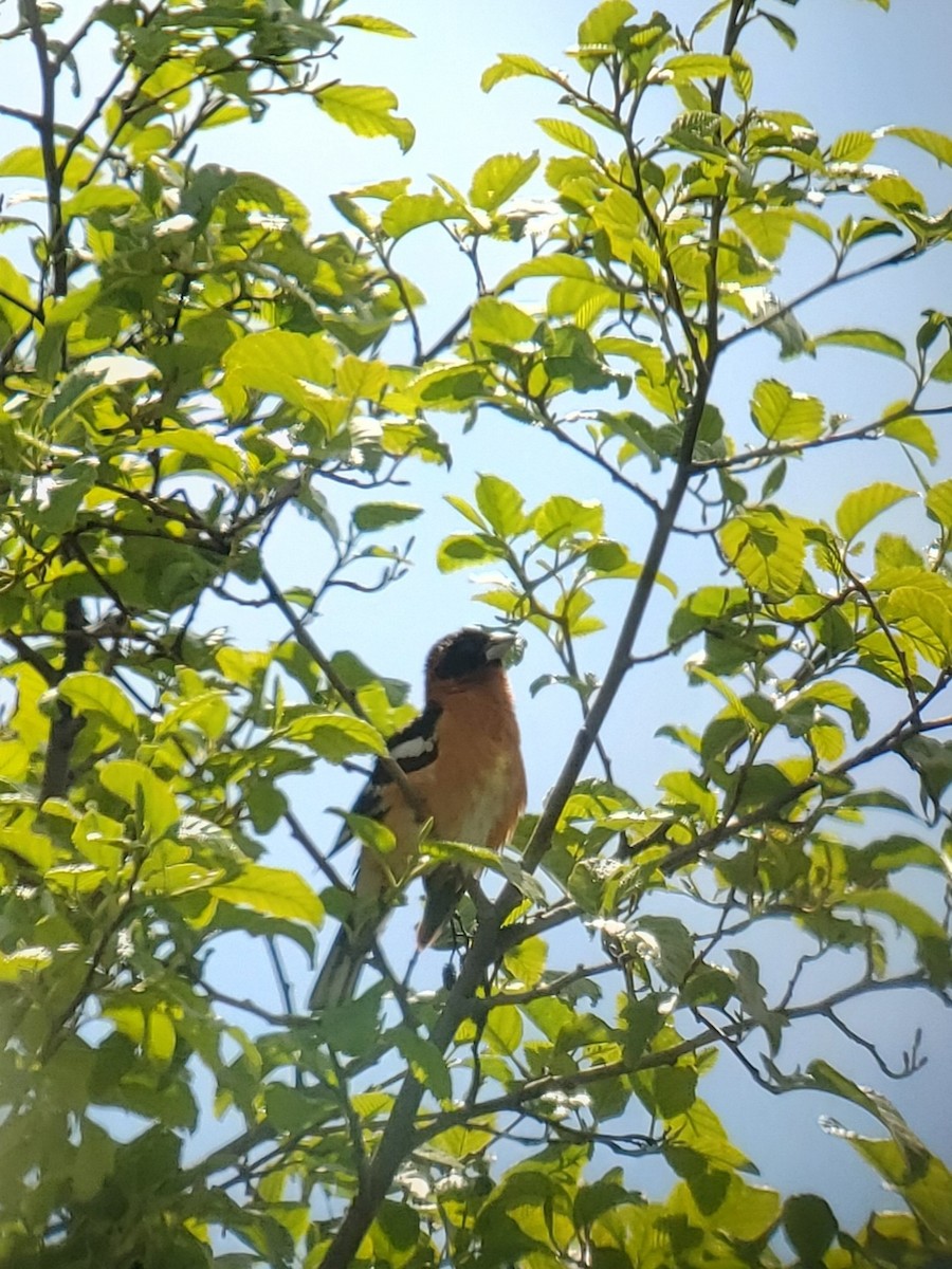 Black-headed Grosbeak - ML461285161