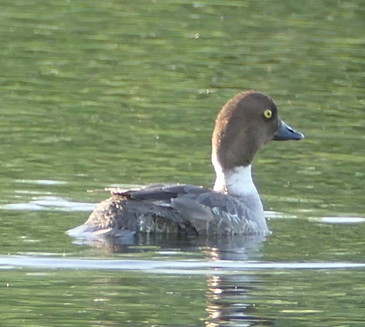 Common Goldeneye - ML461285261