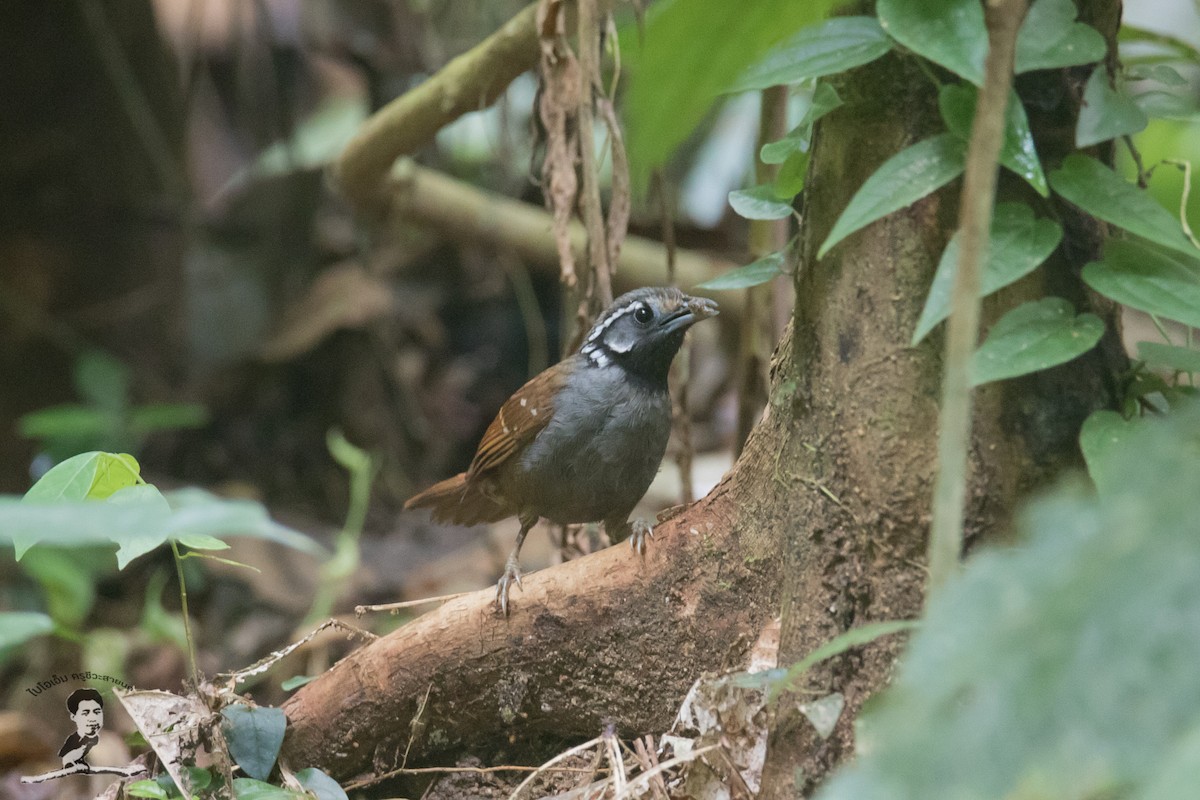 White-necked Babbler - ML461286251