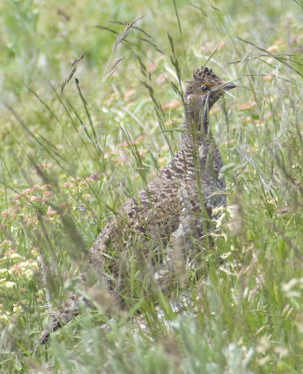 Dusky Grouse - ML461286571