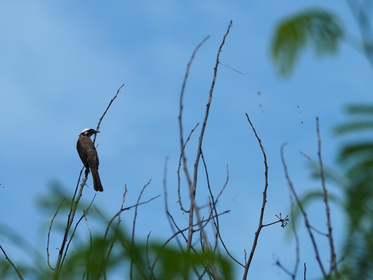 Light-vented Bulbul - Anyu Chang