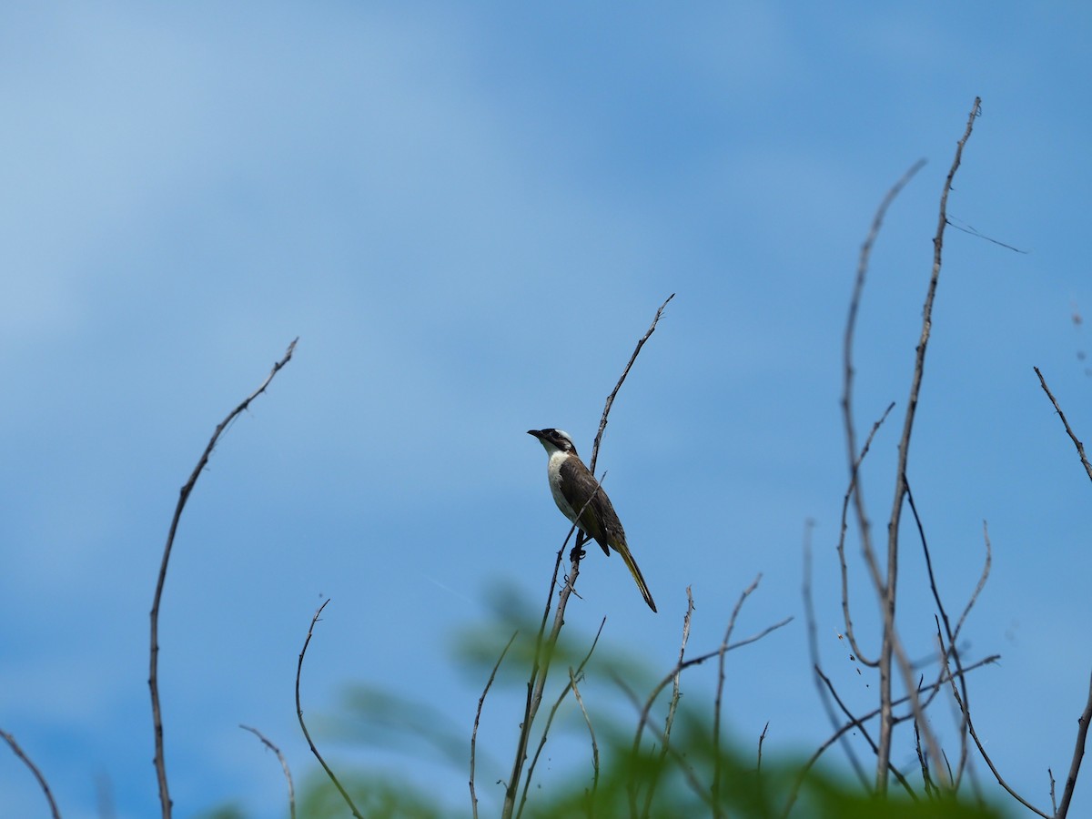 Light-vented Bulbul - ML461286661