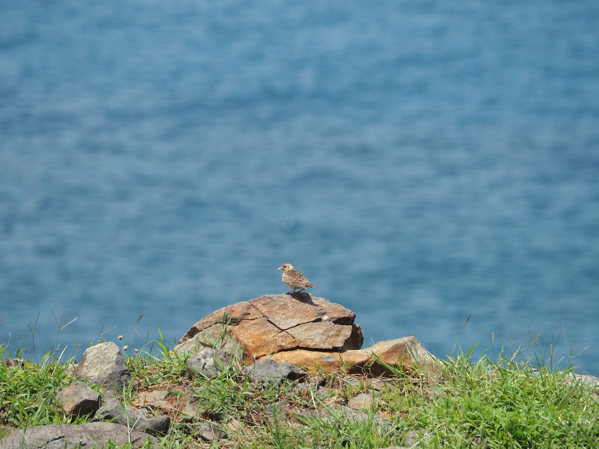 Oriental Skylark - ML461286771