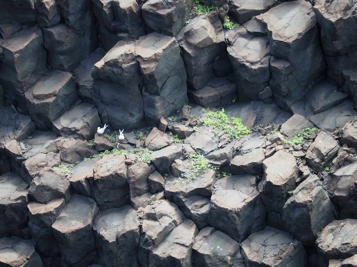 Black-naped Tern - ML461286821