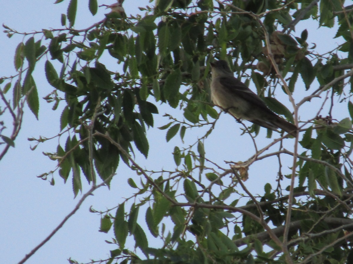 Western Wood-Pewee - ML461286831