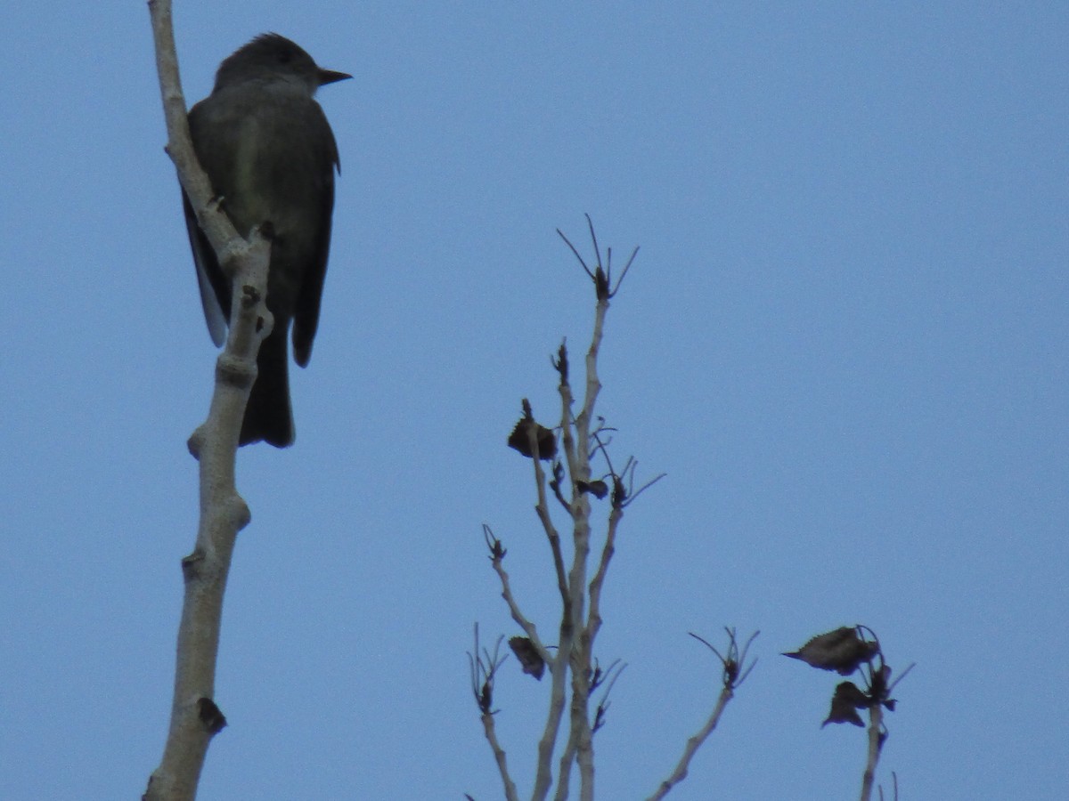 Western Wood-Pewee - ML461286861