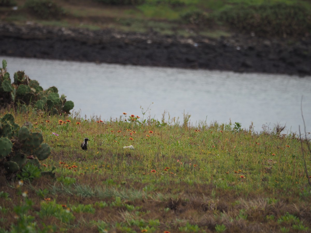 Pacific Golden-Plover - ML461287291