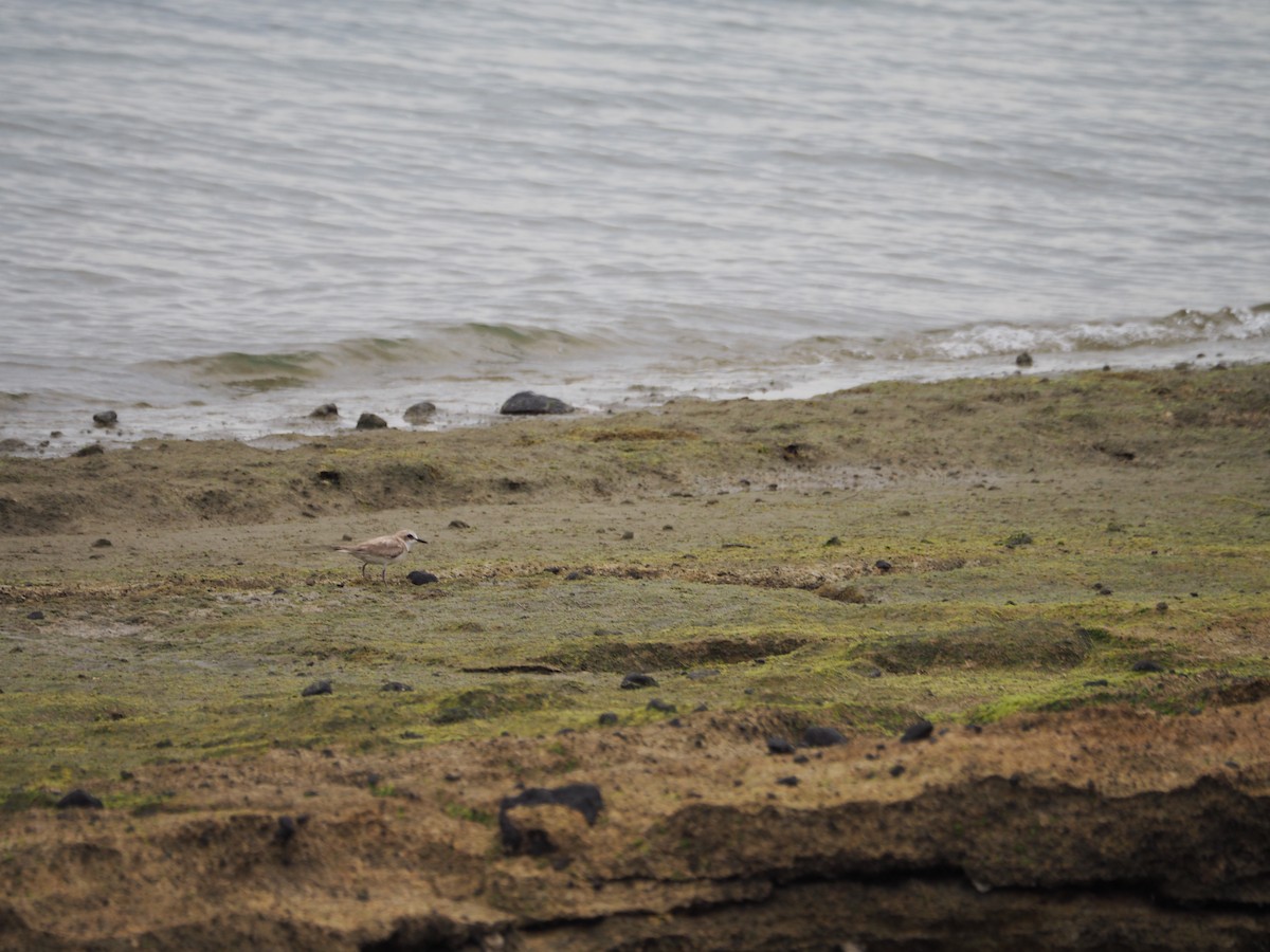 Kentish Plover - ML461287531