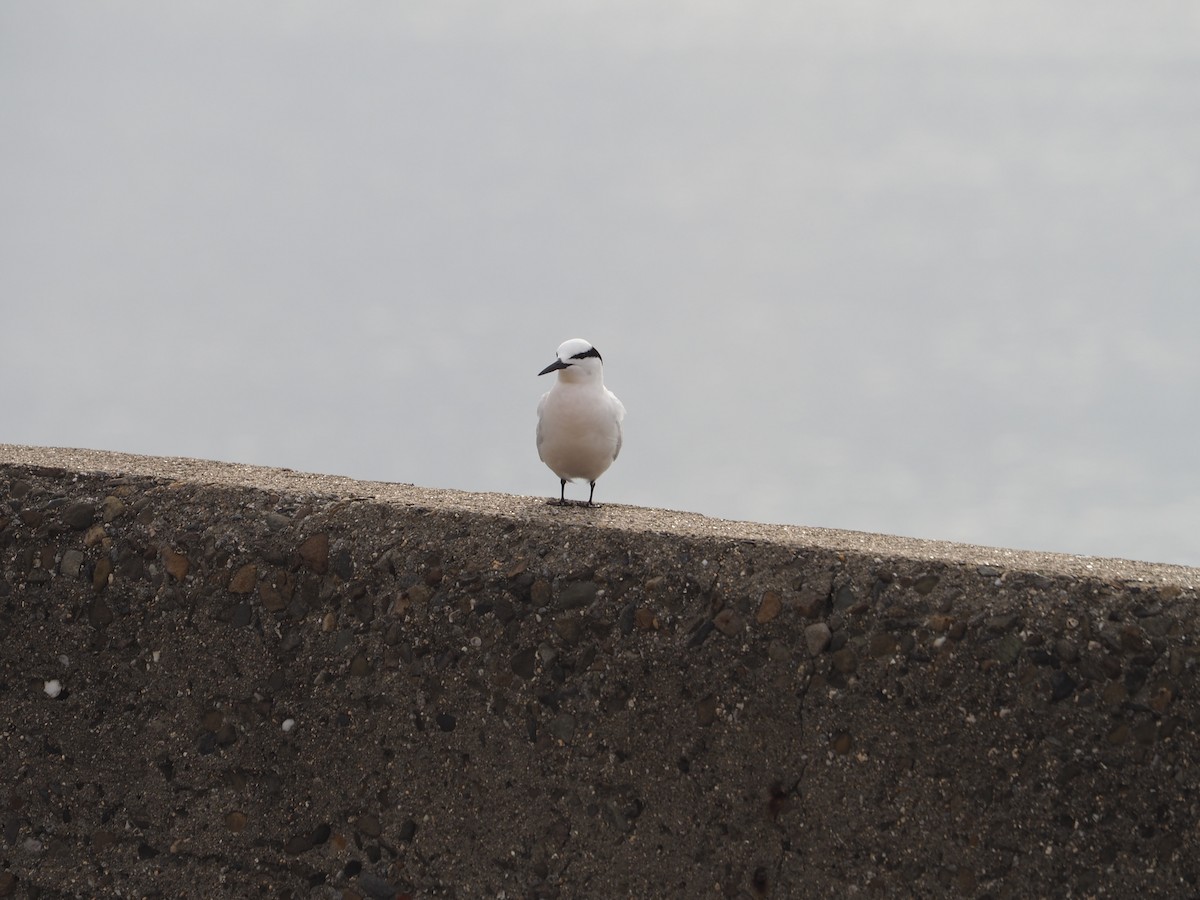 Black-naped Tern - ML461287601