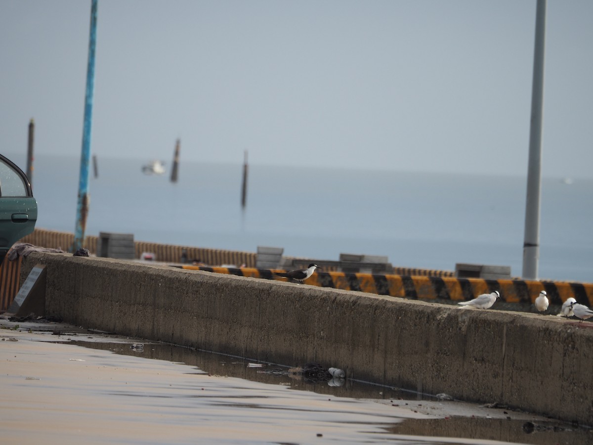 Bridled Tern - ML461287681