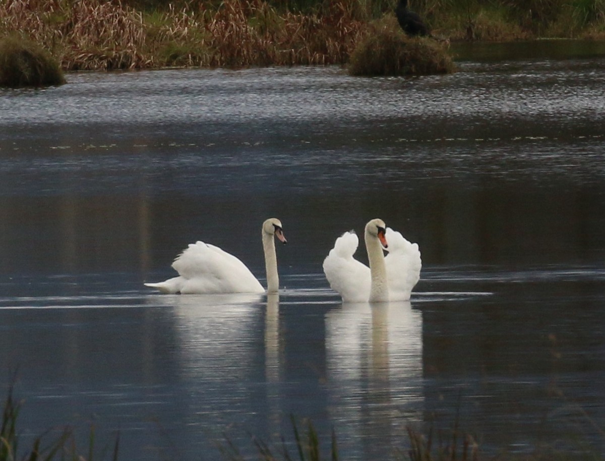 Mute Swan - Geoff de Lisle