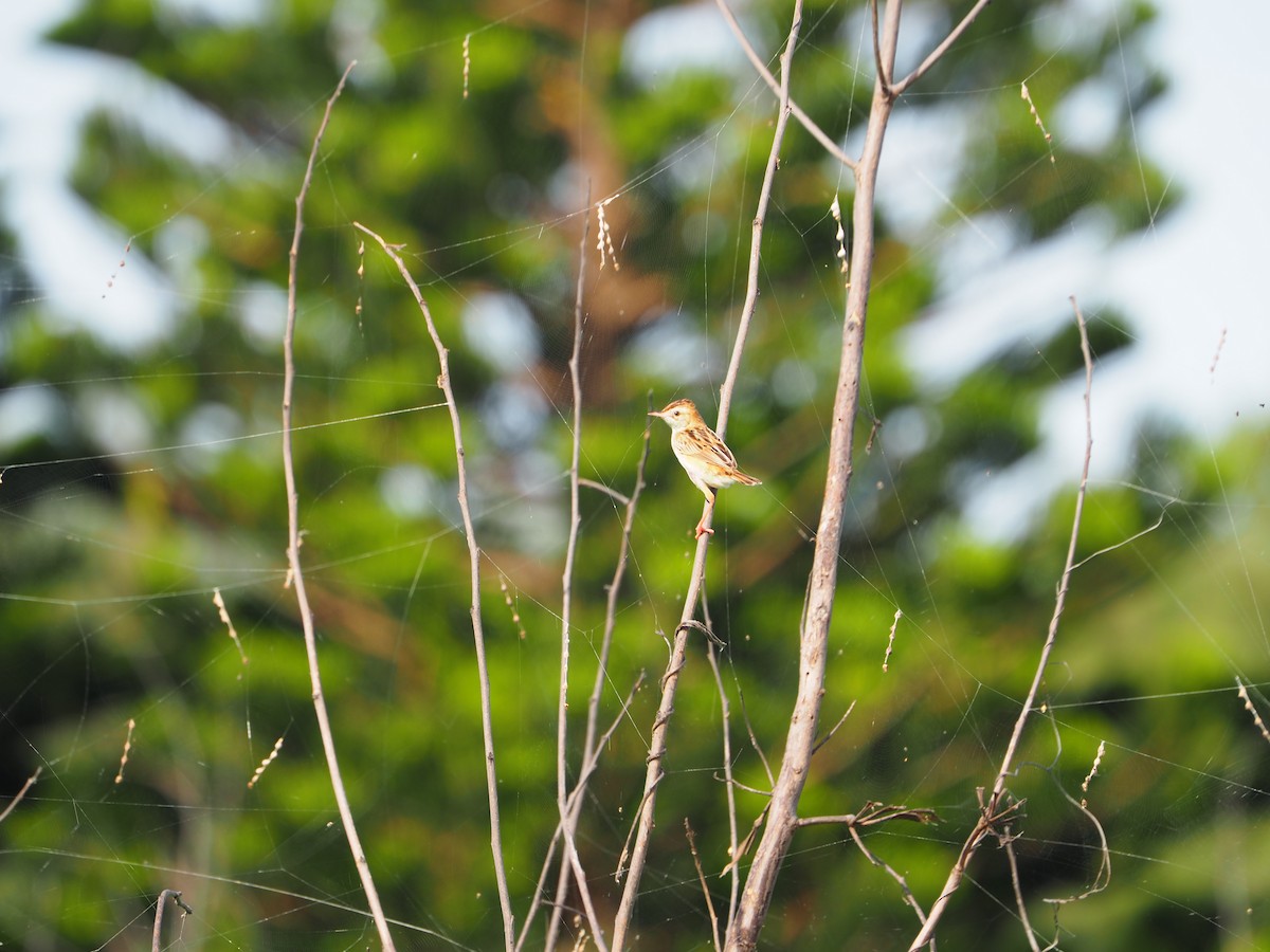 Zitting Cisticola - ML461288601