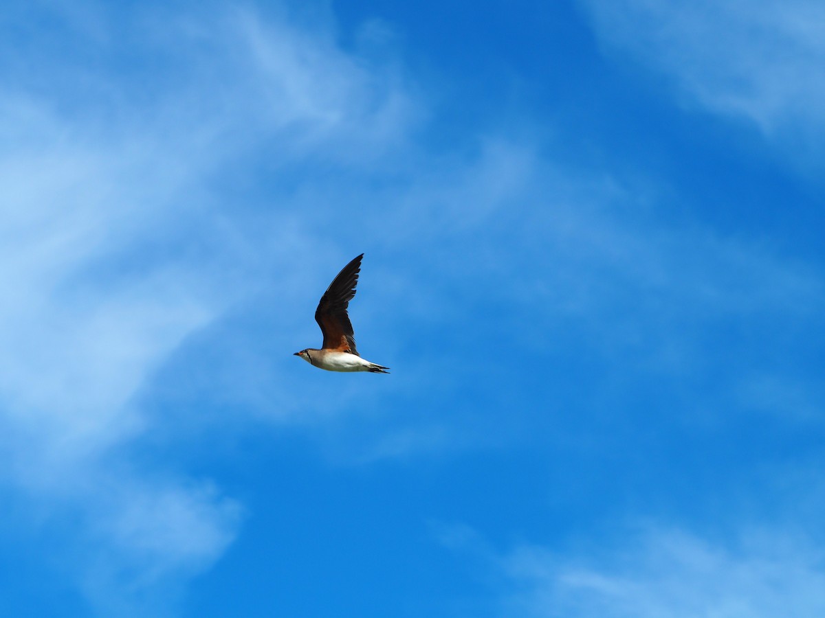 Oriental Pratincole - ML461288881