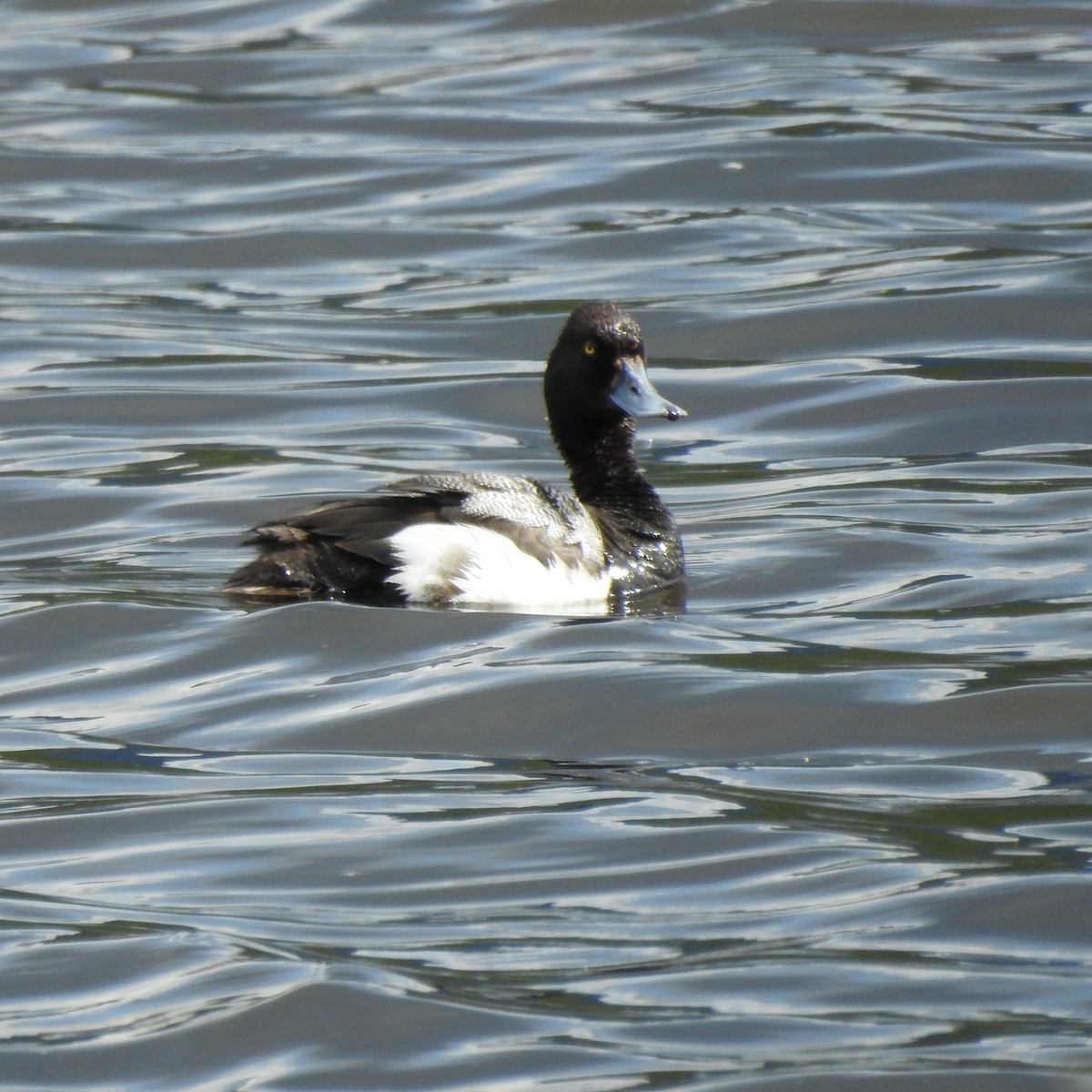 Lesser Scaup - ML461289351