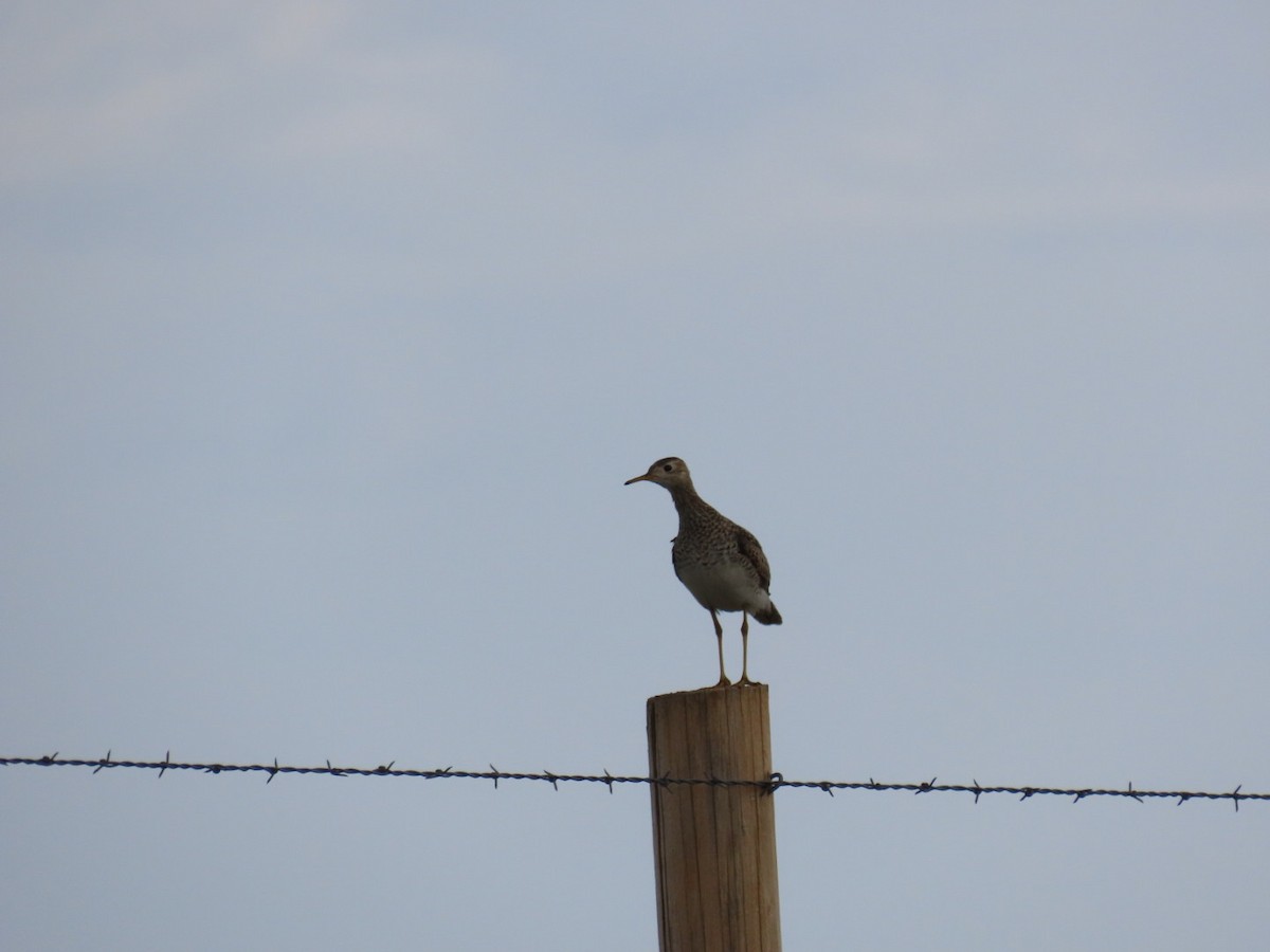 Upland Sandpiper - ML461290311