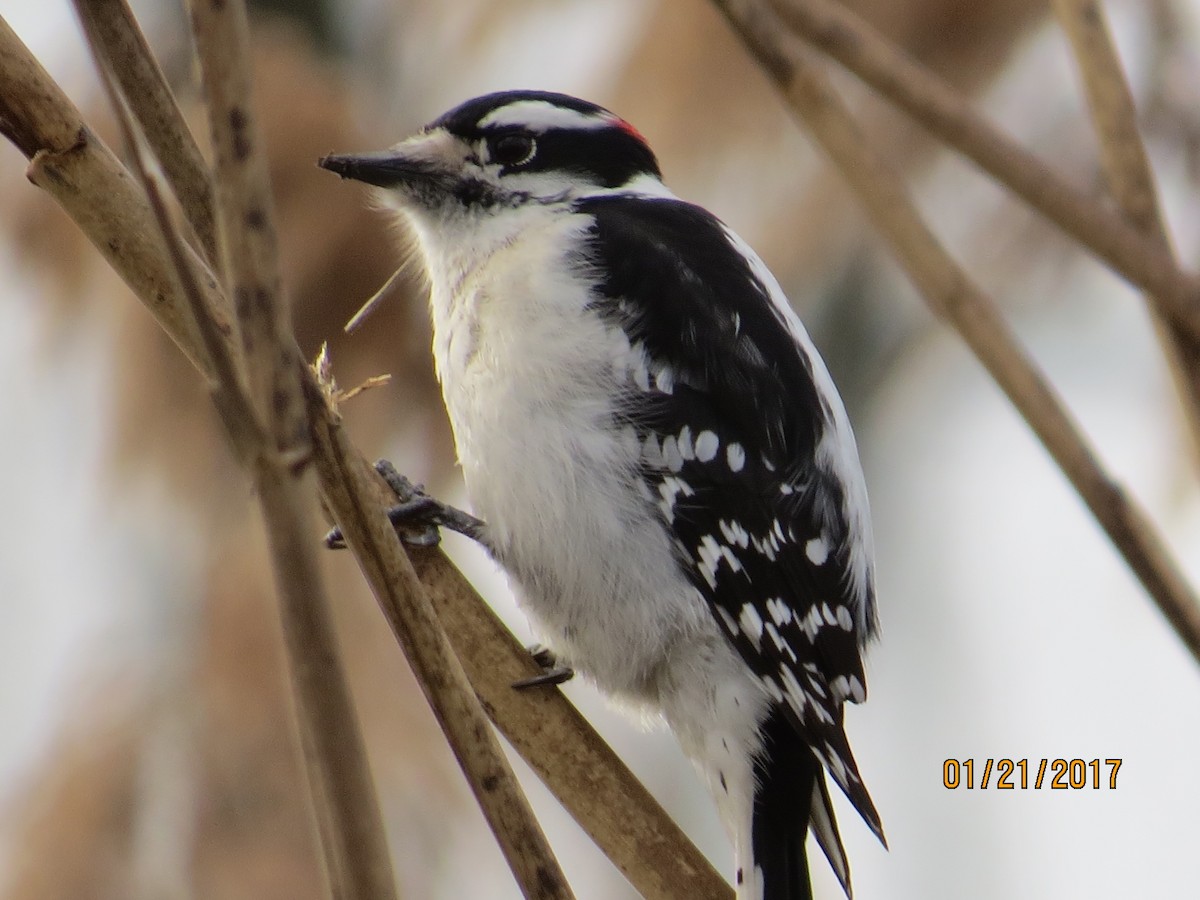 Downy Woodpecker - ML46129061