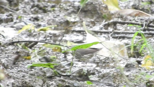 Northern Waterthrush - ML461291201